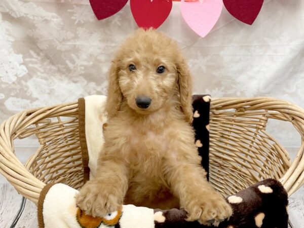 Poodle/Goldendoodle DOG Male Red 14719 Petland Chillicothe, Ohio