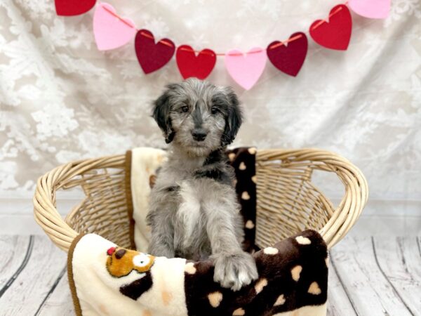 Poodle Mini/Golden Retriever DOG Female Blue Merle 14718 Petland Chillicothe, Ohio