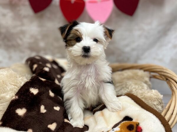 Yorkshire Terrier DOG Male Black Tan / White 14716 Petland Chillicothe, Ohio
