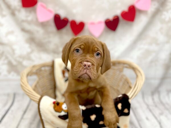 Dogue de Bordeaux DOG Female Red 14713 Petland Chillicothe, Ohio