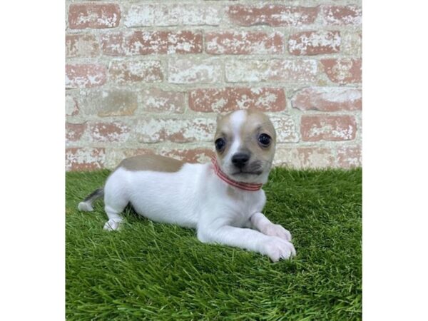 Chihuahua-DOG-Male-White-14726-Petland Chillicothe, Ohio