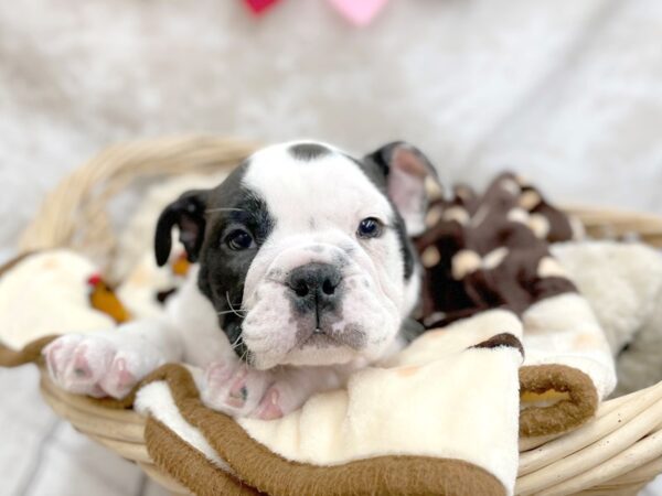 Bulldog DOG Male Black 14704 Petland Chillicothe, Ohio