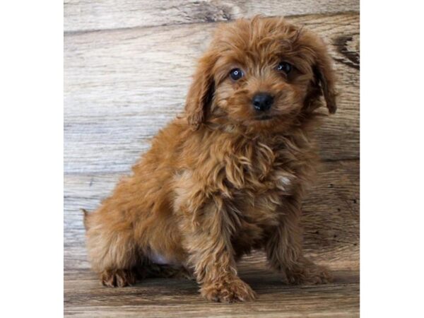 Goldendoodle Mini 2nd Gen DOG Female Red 14735 Petland Chillicothe, Ohio