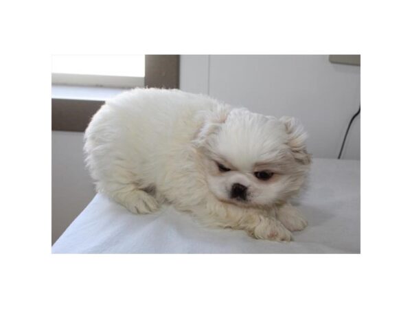 Pekingese-DOG-Female-White-14740-Petland Chillicothe, Ohio