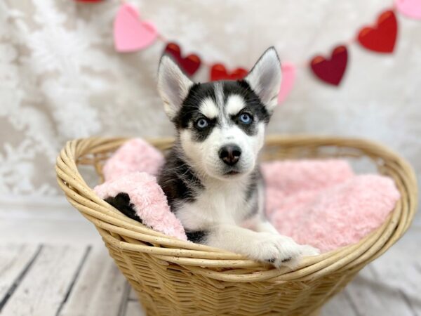Siberian Husky DOG Male Blk & Wh 14736 Petland Chillicothe, Ohio