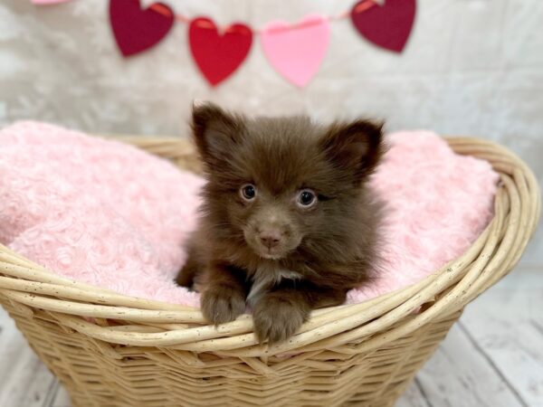 Pomeranian DOG Male Chocolate 14733 Petland Chillicothe, Ohio
