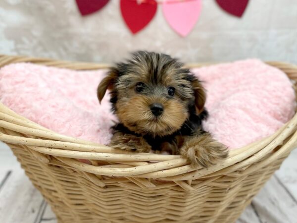 Yorkshire Terrier DOG Male Black / Tan 14731 Petland Chillicothe, Ohio