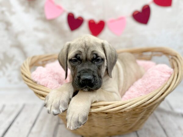 Mastiff DOG Female Fawn 14729 Petland Chillicothe, Ohio