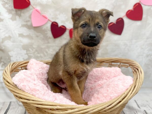 German Shepherd DOG Male Sable 14724 Petland Chillicothe, Ohio