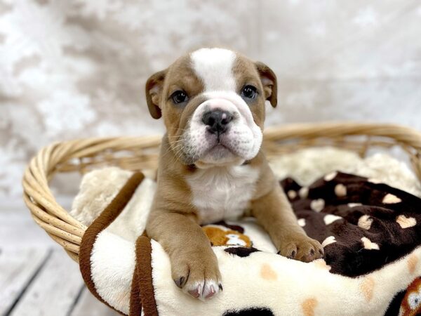 English Bulldog DOG Male Blue Sable 14762 Petland Chillicothe, Ohio