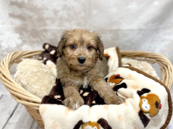 Mini Bernedoodle DOG Male Brown Black / White 14761 Petland Chillicothe, Ohio