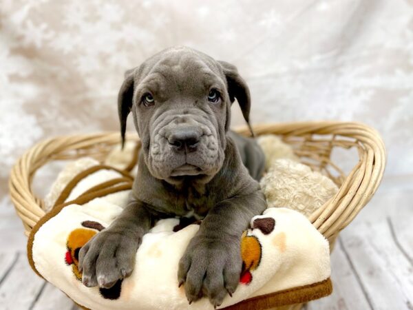 Neapolitan Mastiff DOG Male Blue 14760 Petland Chillicothe, Ohio