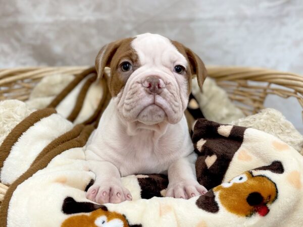 Victorian Bulldog DOG Female Red Brindle / White 14759 Petland Chillicothe, Ohio