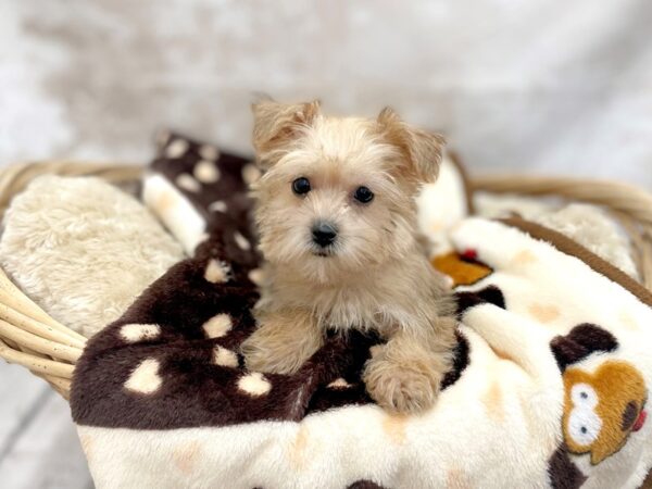 Morkie DOG Male Gold 14757 Petland Chillicothe, Ohio