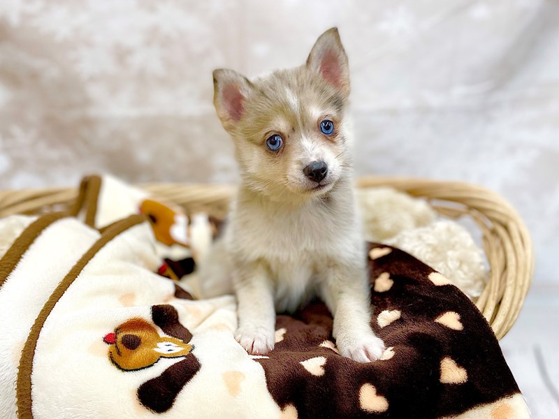 Pomsky 2nd Gen Puppy Red Merle ID14756 Located at Petland Chillicothe