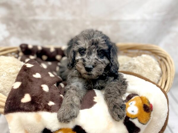 Goldendoodle Mini 2nd Gen-DOG-Female-Blue Merle-14754-Petland Chillicothe, Ohio