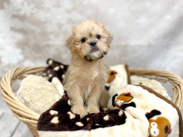 Shiffon-DOG-Female-Belge-14755-Petland Chillicothe, Ohio