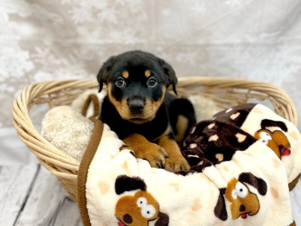 Rottweiler DOG Female Black / Rust 14752 Petland Chillicothe, Ohio