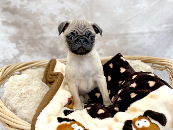 Pug DOG Female Fawn 14751 Petland Chillicothe, Ohio