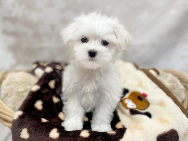 Maltese DOG Male White 14750 Petland Chillicothe, Ohio