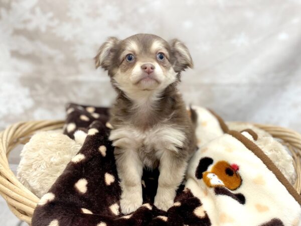 Chihuahua DOG Female Chocolate / Tan 14747 Petland Chillicothe, Ohio