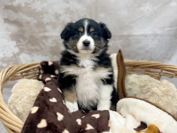 Mini Aussie-DOG-Female-BLK TRI-14746-Petland Chillicothe, Ohio