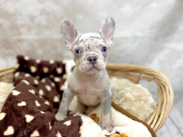 French Bulldog DOG Male Merle 14745 Petland Chillicothe, Ohio