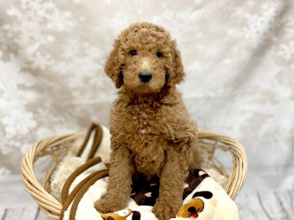 Goldendoodle DOG Female Red 14744 Petland Chillicothe, Ohio