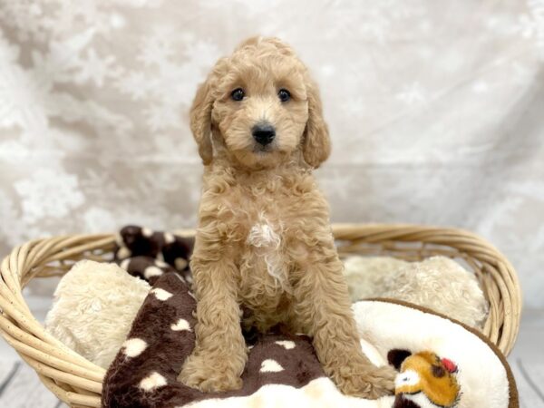 Mini Goldendoodle-DOG-Female-Cream-14743-Petland Chillicothe, Ohio