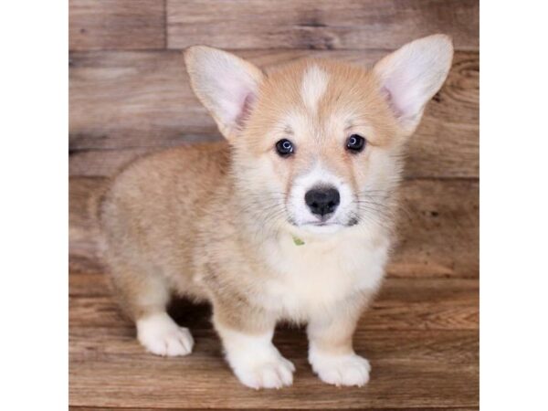 Pembroke Welsh Corgi DOG Male Sable / White 14768 Petland Chillicothe, Ohio