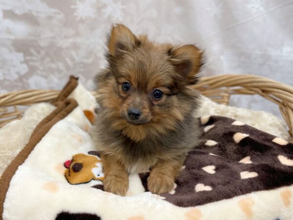 Pomeranian DOG Female Red Sable 14763 Petland Chillicothe, Ohio