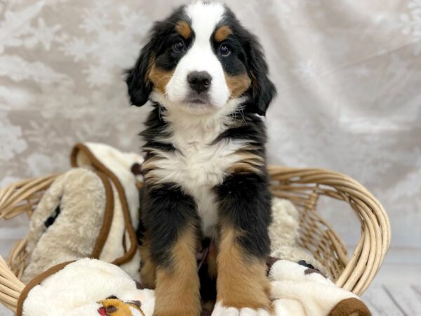 Bernese Mountain Dog DOG Male Black Rust / White 14764 Petland Chillicothe, Ohio
