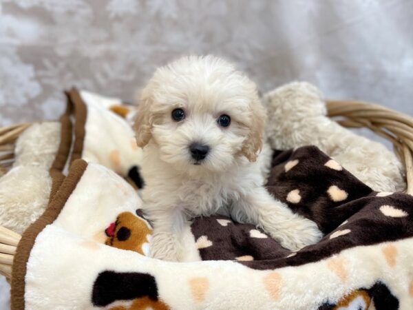ShizaPoo DOG Male Cream 14765 Petland Chillicothe, Ohio