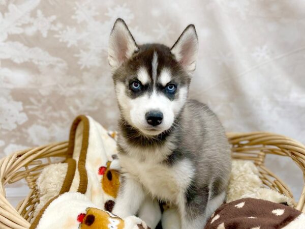 Siberian Husky DOG Male Black / White 14766 Petland Chillicothe, Ohio