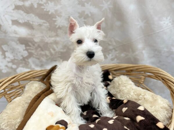 Miniature Schnauzer DOG Male White 14767 Petland Chillicothe, Ohio
