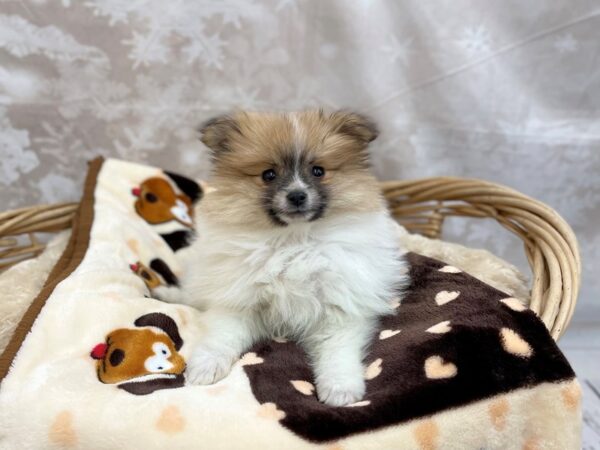 Pomeranian DOG Female Orange Sable 14769 Petland Chillicothe, Ohio