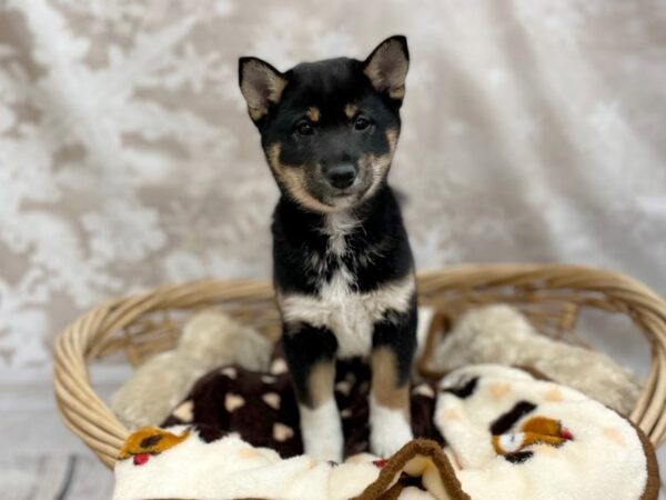 Shiba Inu DOG Female Black Tan / White 14770 Petland Chillicothe, Ohio