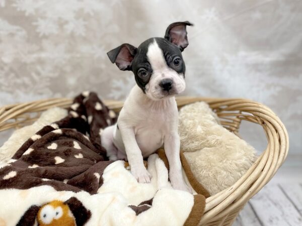 Boston Terrier DOG Male White / Black 14771 Petland Chillicothe, Ohio