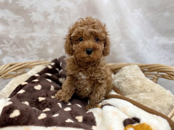 Poodle Mini-DOG-Male-Red-14772-Petland Chillicothe, Ohio