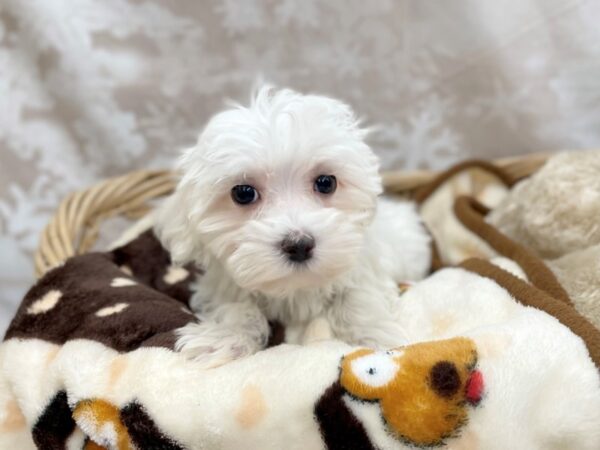 Maltese DOG Female White 14775 Petland Chillicothe, Ohio