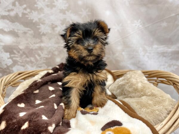 Yorkshire Terrier-DOG-Male-Black / Tan-14776-Petland Chillicothe, Ohio