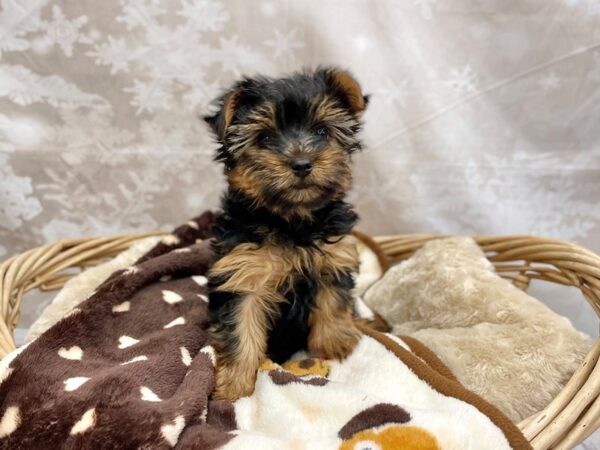 Yorkshire Terrier DOG Male Black / Tan 14776 Petland Chillicothe, Ohio