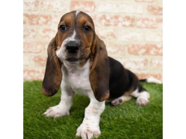 Basset Hound DOG Female Tri-Colored 14782 Petland Chillicothe, Ohio