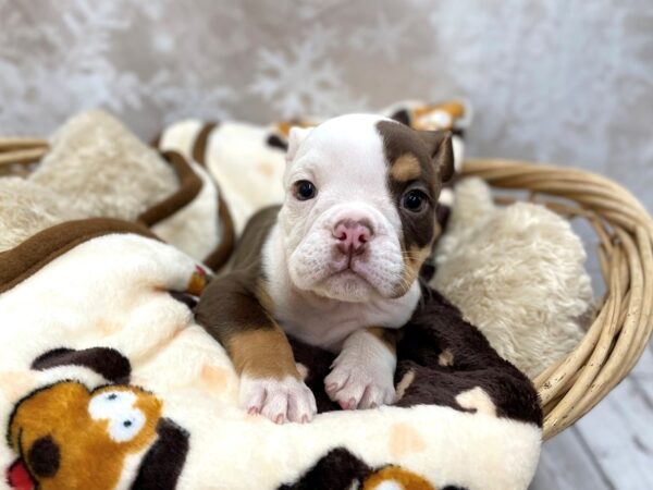 English Bulldog-DOG-Female-Choc Tri-14795-Petland Chillicothe, Ohio