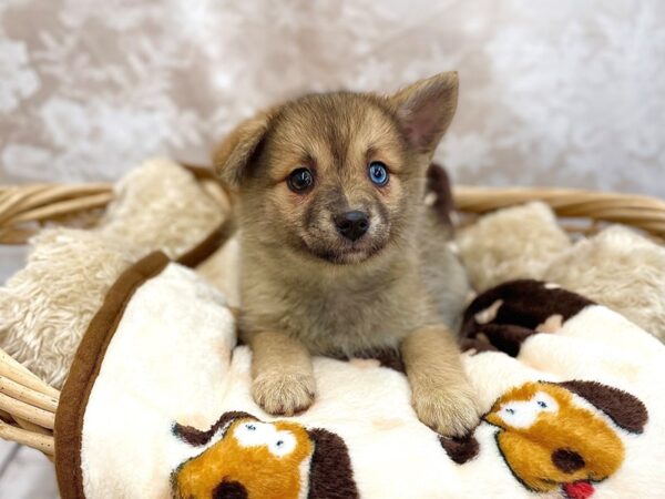 Pomsky 2nd Gen DOG Female Dark Sable 14794 Petland Chillicothe, Ohio