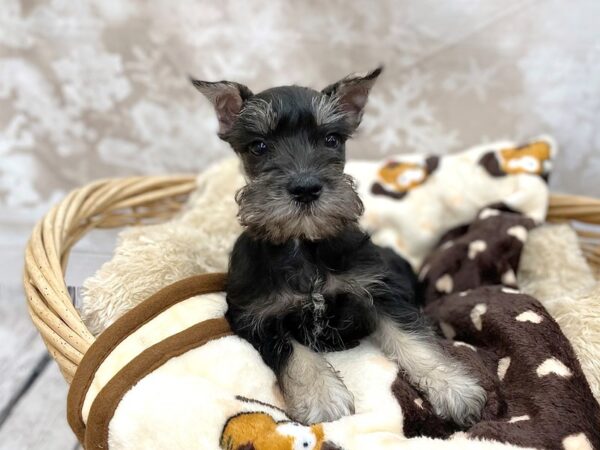 Miniature Schnauzer-DOG-Male-Black / Silver-14791-Petland Chillicothe, Ohio