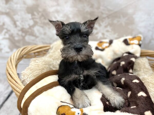 Miniature Schnauzer DOG Male Black / Silver 14791 Petland Chillicothe, Ohio