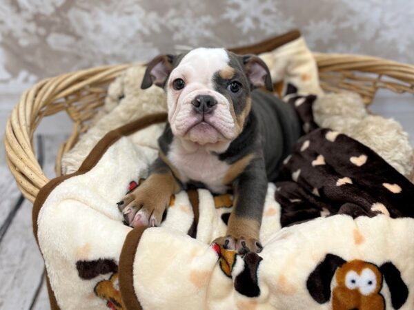 Bulldog DOG Female Blue Tan / White 14789 Petland Chillicothe, Ohio