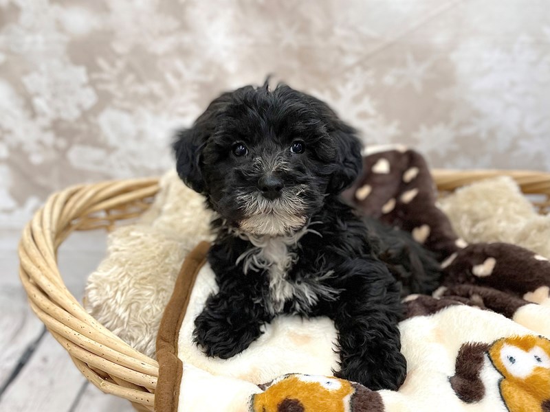Miniature Poodle Yorkshire Terrier Puppy Black White ID 14788