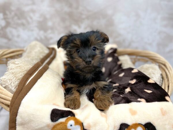 Yorkshire Terrier DOG Male Black / Tan 14787 Petland Chillicothe, Ohio